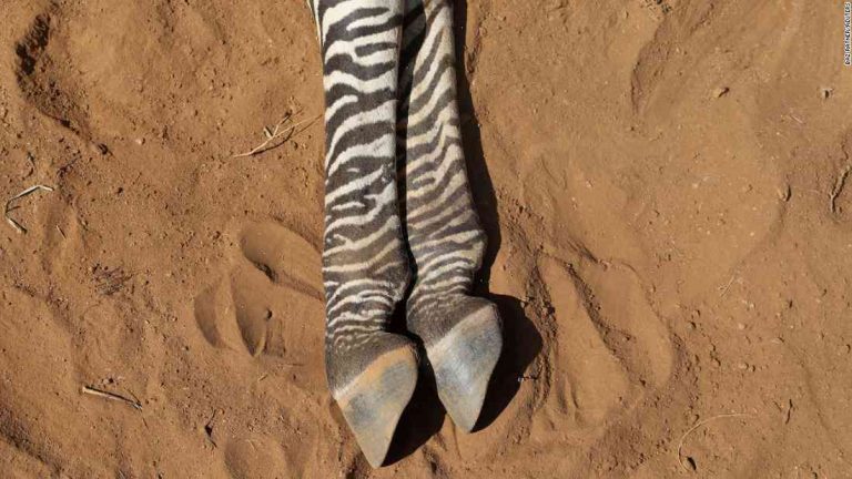 Three zebras found in Kenya after drought